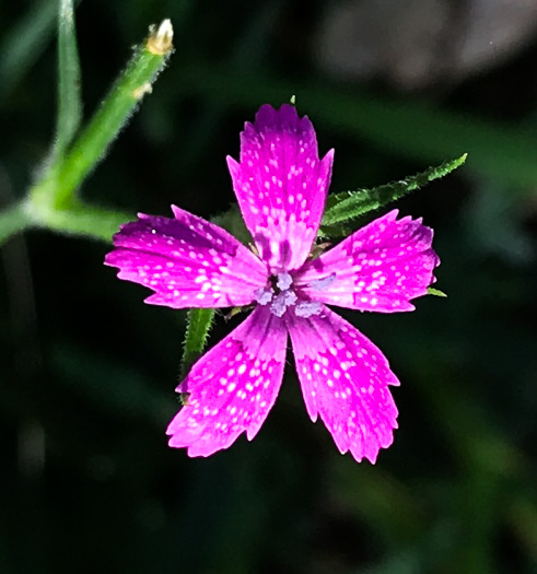 image of Dianthus armeria, Deptford Pink