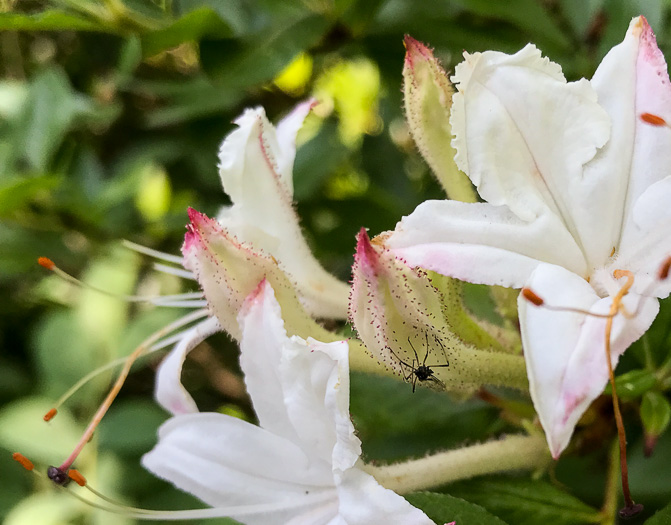 image of Rhododendron arborescens, Sweet Azalea, Smooth Azalea