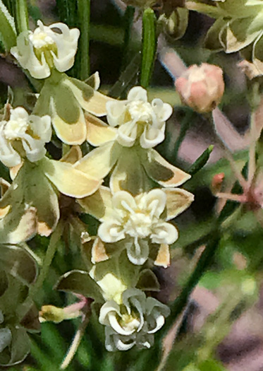 image of Asclepias verticillata, Whorled Milkweed, Narrowleaf Milkweed