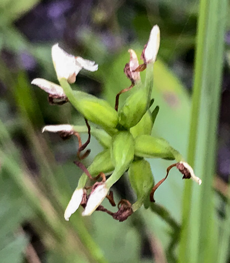 image of Platanthera clavellata, Small Green Wood Orchid, Club-spur Orchid, Woodland Orchid, Streamhead Orchid