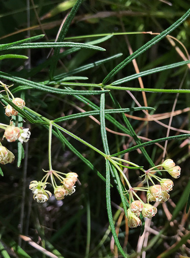 image of Asclepias verticillata, Whorled Milkweed, Narrowleaf Milkweed
