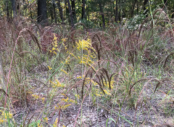 image of Sorghastrum elliottii, Elliot's Indiangrass, Slender Indiangrass, Nodding Indiangrass