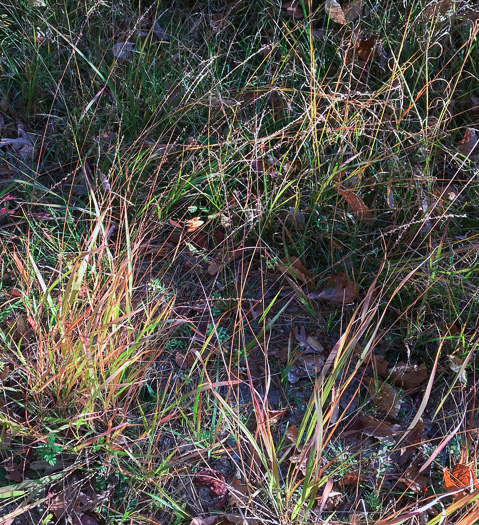 image of Chasmanthium laxum, Slender Woodoats, Slender Spikegrass