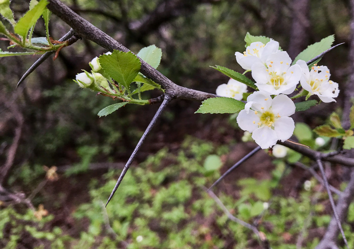 image of Crataegus buckleyi, Buckley's Hawthorn