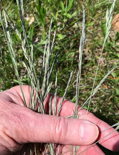 spikelet