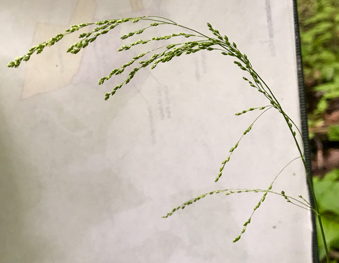 image of Glyceria striata var. striata, Fowl Mannagrass