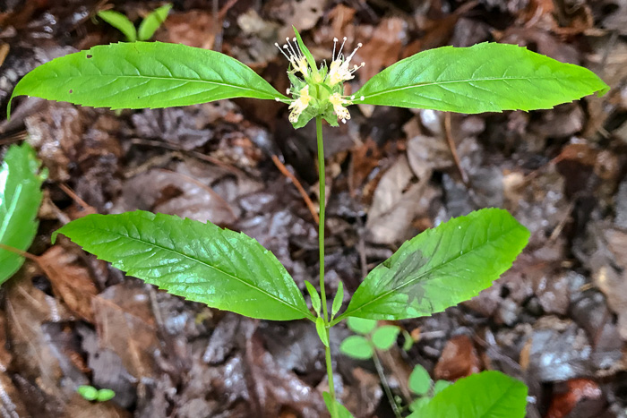 image of Pycnanthemum montanum, Appalachian Mountain-mint, Thinleaf Mountain-mint