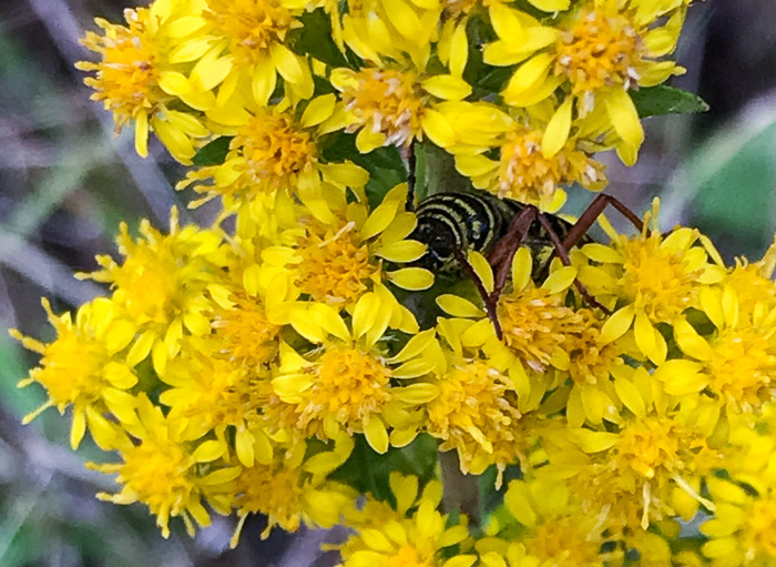 image of Solidago roanensis, Roan Mountain Goldenrod