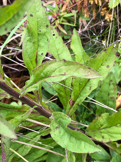 image of Solidago roanensis, Roan Mountain Goldenrod