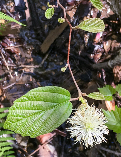 image of Fothergilla major, Large Witch-alder, Mountain Witch-alder, Fothergilla
