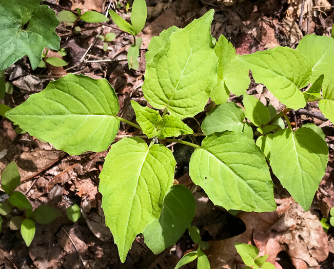 image of Circaea canadensis, Canada Enchanter's Nightshade