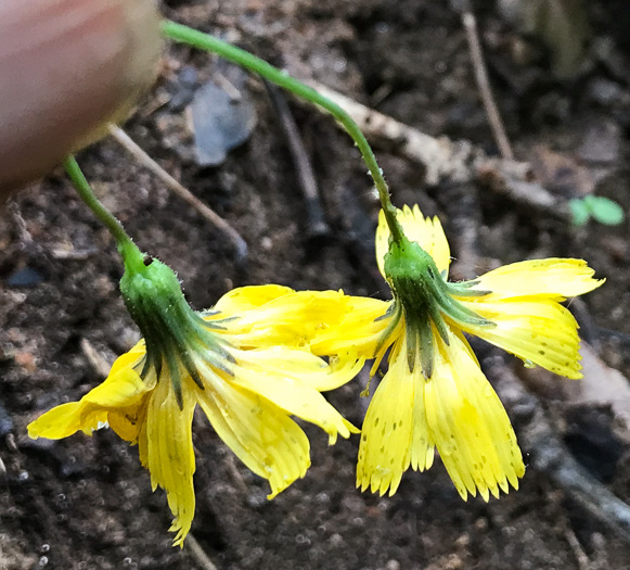 image of Hieracium marianum, Maryland Hawkweed