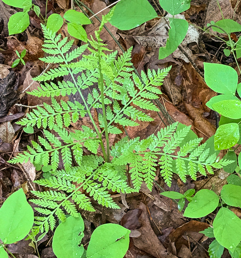image of Botrypus virginianus, Rattlesnake Fern, Sang-find