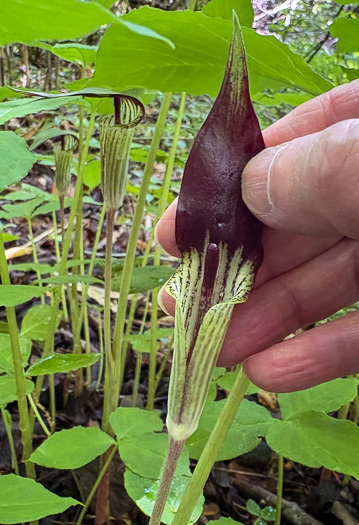 image of Arisaema species 2, Jack-in-the-Pulpit
