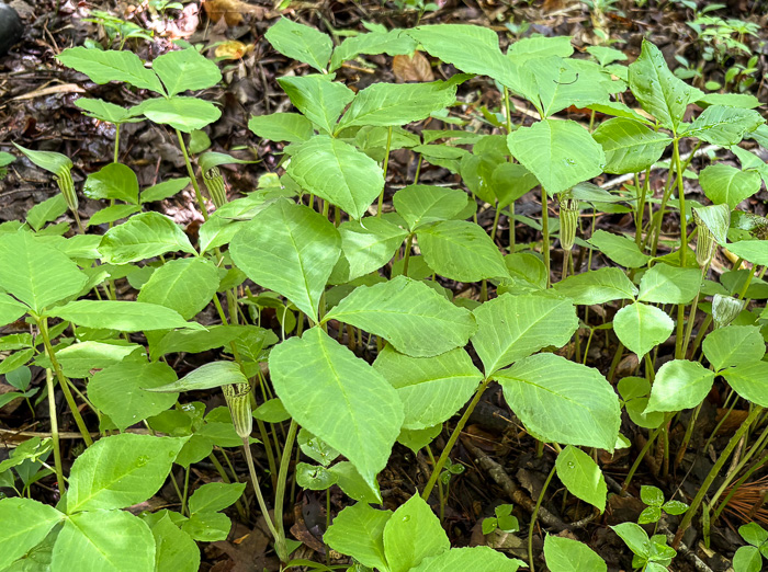 image of Arisaema species 2, Jack-in-the-Pulpit