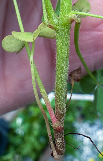 pedicel