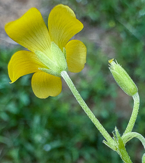 pedicel
