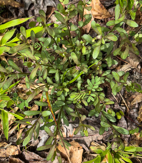 image of Polygala polygama, Racemed Milkwort, Bitter Milkwort, Purple Milkwort