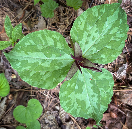 image of Trillium cuneatum, Little Sweet Betsy, Purple Toadshade