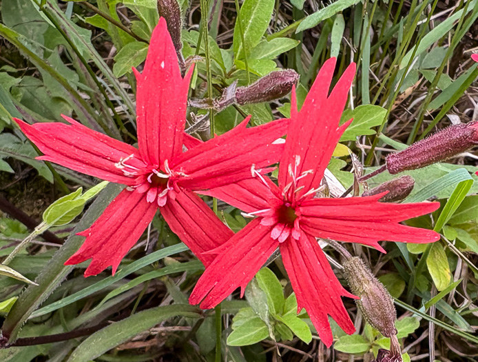 image of Silene virginica var. virginica, Fire-pink