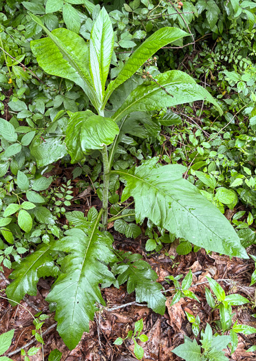 image of Cirsium altissimum, Tall Thistle