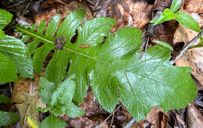image of Cirsium altissimum, Tall Thistle