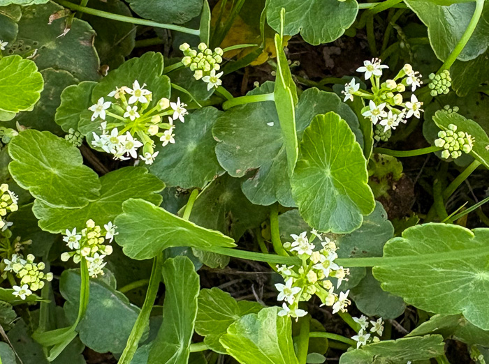 image of Hydrocotyle tribotrys, Whorled Marsh-pennywort, Water-pennywort