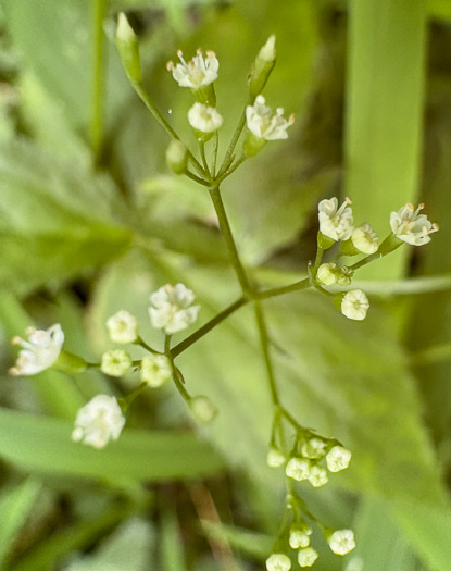 Honewort