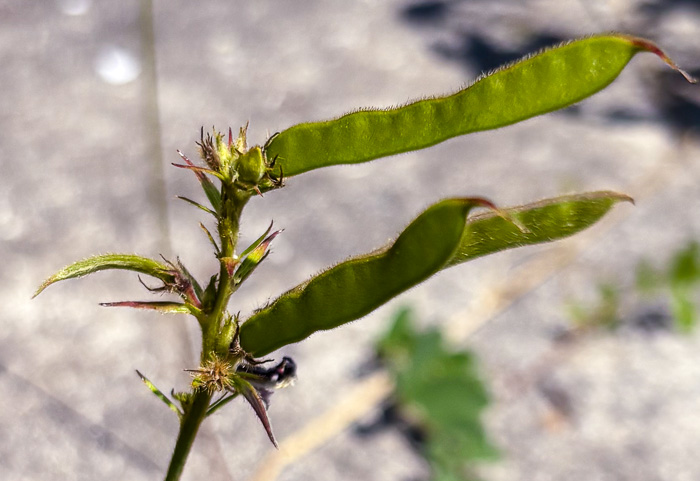 image of Tephrosia spicata, Spiked Hoary-pea, Brown-hair Tephrosia, Tawny Goat's Rue