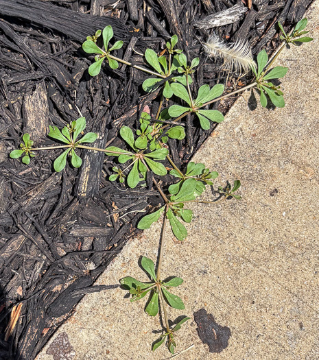 image of Mollugo verticillata, Carpetweed, Indian-chickweed, Green Carpetweed