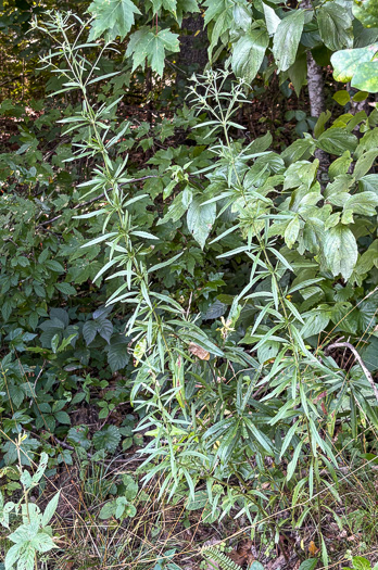 image of Eupatorium torreyanum, Torrey's Thoroughwort, Torrey's Eupatorium