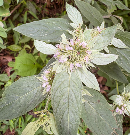 image of Pycnanthemum pycnanthemoides var. pycnanthemoides, Woodland Mountain-mint, Southern Mountain-mint