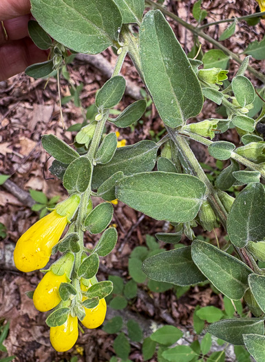 Aureolaria virginica, Downy False Foxglove, Downy Oak-leach, Virginia Oak-leach, Downy Yellow False Foxglove