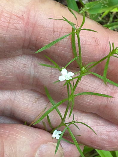 Polypremum procumbens, Juniperleaf, Polypremum, Rustweed