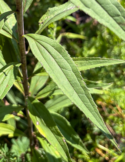 image of Solidago gigantea, Smooth Goldenrod, Late Goldenrod, Giant Goldenrod