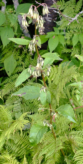 Nabalus roanensis, Roan Mountain Rattlesnake-root, Appalachian Rattlesnake-root