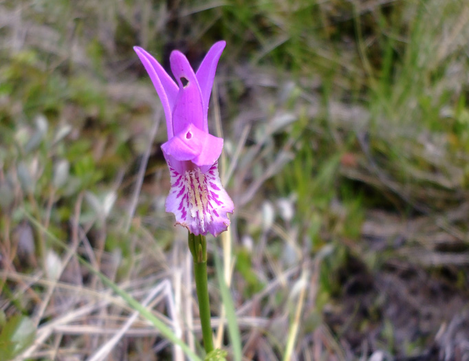 image of Arethusa bulbosa, Bog-rose, Dragon's-mouth, Arethusa
