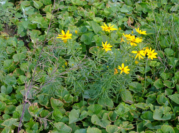 image of Coreopsis delphiniifolia, Larkspur-leaf Tickseed, Larkspur Coreopsis
