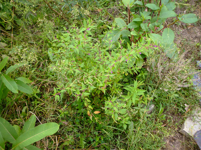 image of Cuphea viscosissima, Clammy Cuphea, Blue Waxweed