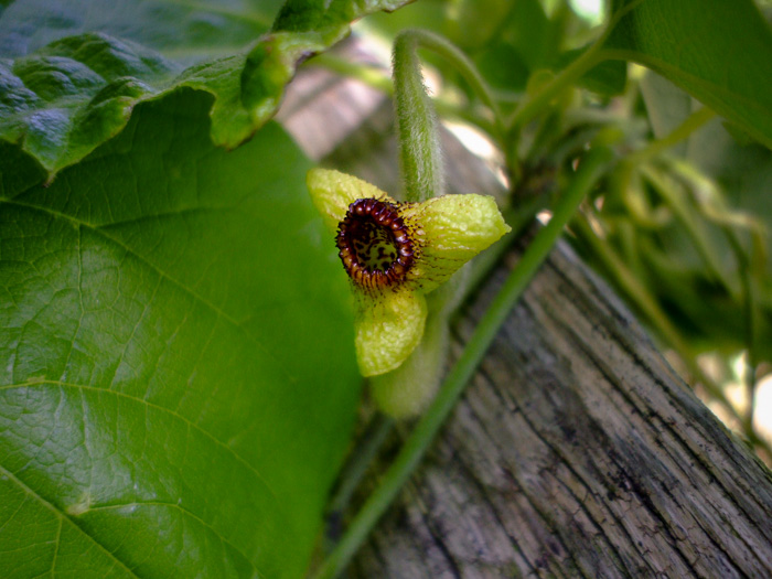 image of Isotrema tomentosum, Woolly Dutchman's Pipe, Woolly Pipevine