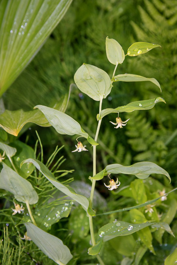 image of Streptopus amplexifolius var. amplexifolius, Clasping Twisted-stalk, White Mandarin, Pagoda-bells
