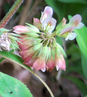 image of Trifolium reflexum, Buffalo Clover