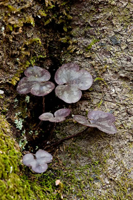 image of Hepatica americana, Round-lobed Hepatica, Round-lobed Liverleaf