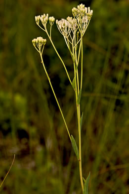 image of Arnoglossum ovatum var. lanceolatum, Savanna Indian Plantain