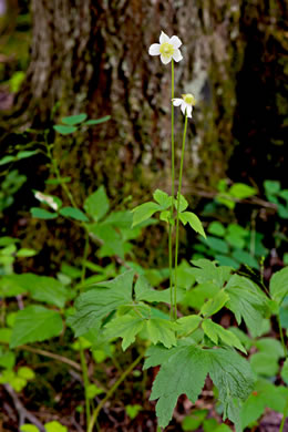 image of Anemone virginiana var. virginiana, Thimbleweed, Tall Thimbleweed, Tall Anemone