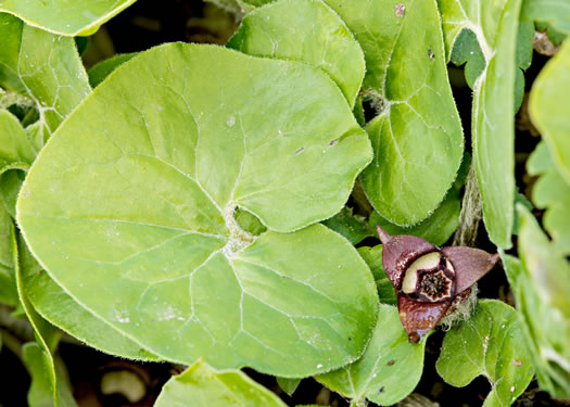 image of Asarum canadense, Common Wild Ginger, Canada Wild Ginger