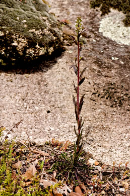 image of Boechera missouriensis, Missouri Rockcress