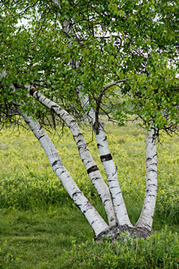 image of Betula populifolia, Gray Birch, White Birch