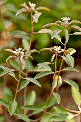 image of Croton argyranthemus, Silver Croton, Sandhill Croton, Healing Croton