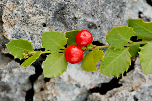image of Crossopetalum ilicifolium, Holly-leaf Rhacoma, Christmasberry, Quailberry